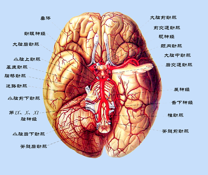 1532065789297412.jpg 腦底部血管的實(shí)體解剖圖.jpg