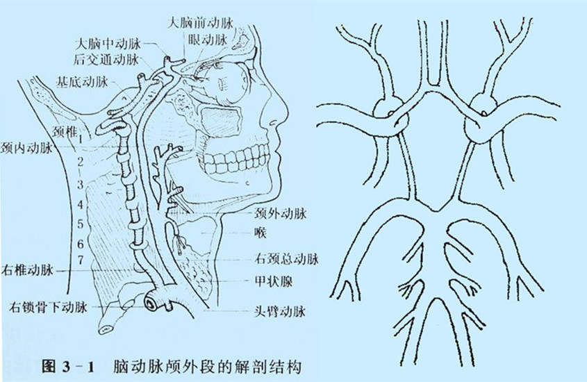1532067121628621.jpg 腦動(dòng)脈顱外段的右側(cè)面圖Willis環(huán)的模擬圖.jpg